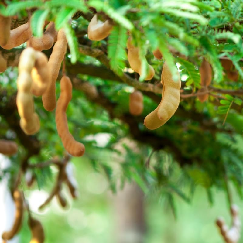 No Ship to CA, HI, AK, Sour Tamarind Tree Live Plant, 2-3 Foot Tall Potted Plant, 3 Gallon Size, Easy Care Tropical Greenery, Fruit Tree for Home Landscapes