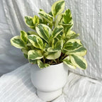 Baby Rubber Plant Live Indoor | Variegated Peperomia Obtusifolia Plant in 4'' Inch Pot | Low-Maintenance Peperomia Live Plant | Suitable for Home & Office Displays
