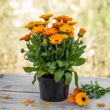 2 Orange Calendula Plants Live, 3-4 Inch Bare Root Size, Low Maintenance Flowering Herb for Sunny Landscapes and Pots