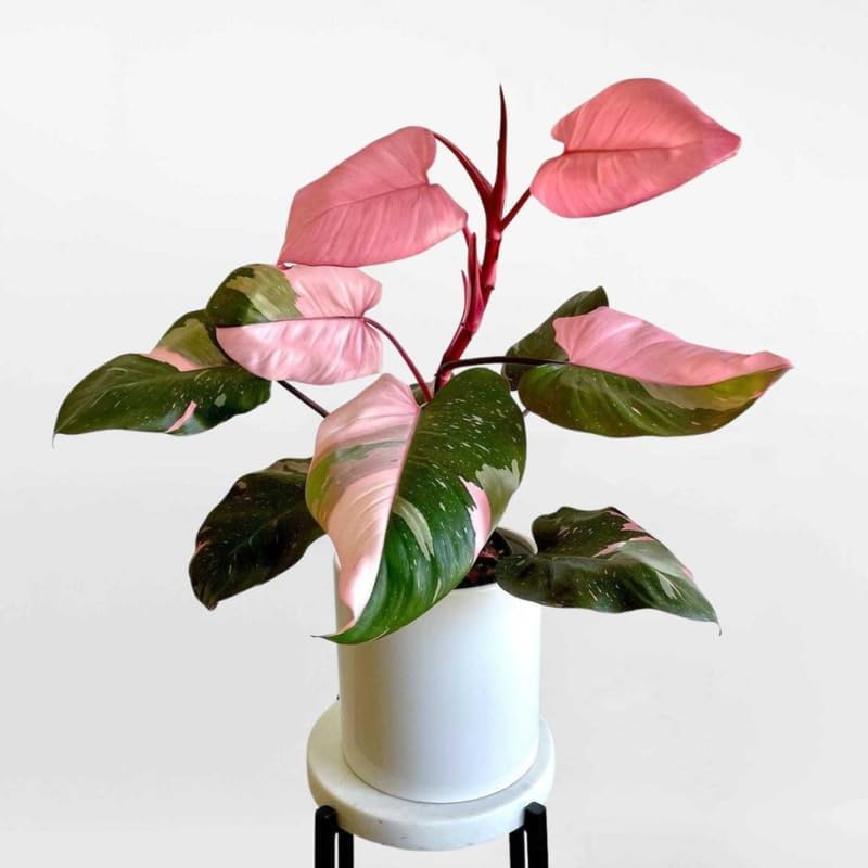 Philodendron Pink Princess Live Plant | Pink Princess Philodendron in Self-Watering 4'' Inch Pot | Easy Plants Live Houseplants for Home & Office Décor