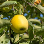 (No Ship to CA,HI,AK) Golden Delicious Apple Tree in 5 Gallon Established Pot, Live Fruiting Shrub for Homegrown Summer and Fall Harvests
