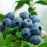 Sweet Austin Blue Berry Live for Planting - 1 to 2 Feet Live Blueberries Plants in 1 Gallon Pot, Perfect for Yard Landscape and Containers (No Ship to CA, HI, AK)