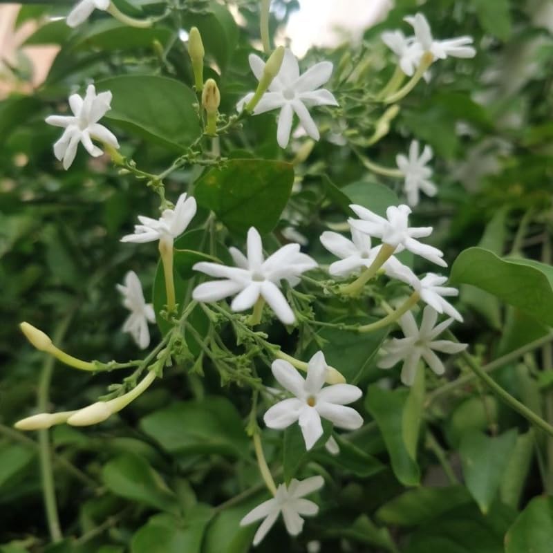 Downy Jasmine Plant Live in 4 Inch Pot | Soft Downy Leaves & White Blooms | Easy to Grow Live Jasmine Plant for Indoor Home Décor
