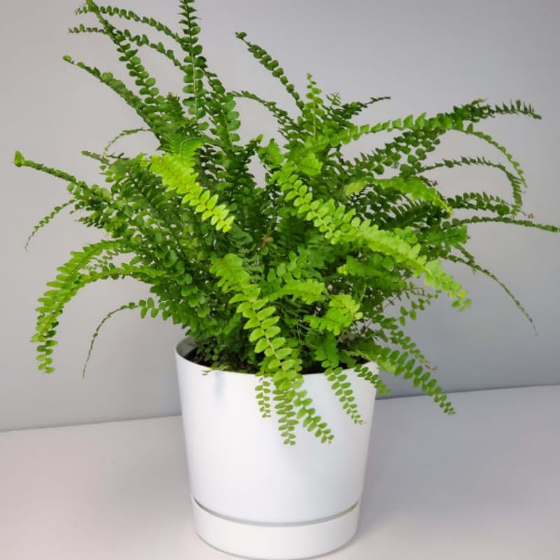Lemon Button Fern Plant, 2 Inch Pot Size, Easy Care Indoor Greenery, Petite Round Foliage for Home and Office Décor
