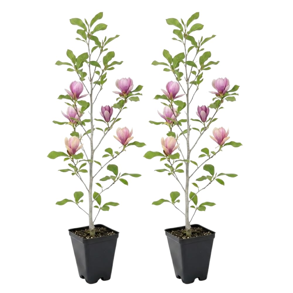 2 Ann Magnolia Tree, 12-18 Inch Tall in 2.5 Inch Pot, Vigorous Spring Bloomer for Sunny Backyard Landscapes, Fragrant Flower Tree