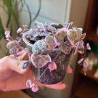 Pink Variegated String of Hearts Plant Live in 6" Pot | Rare Pink Ceropegia Woodii Variegata | Perfect for Beginners & Green Home Styling