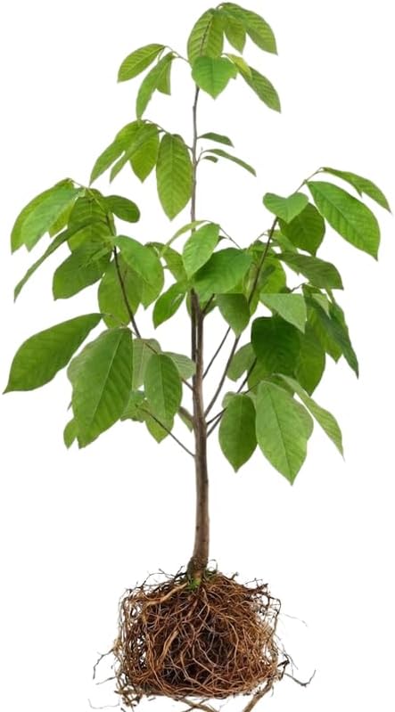 2 Pawpaw Live Plants | 1-2 Feet Tall Bare Root Seedlings | Asimina Triloba Native Fruit Trees | Deciduous Tropical Tree for Backyard