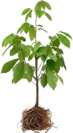 2 Pawpaw Live Plants | 1-2 Feet Tall Bare Root Seedlings | Asimina Triloba Native Fruit Trees | Deciduous Tropical Tree for Backyard