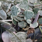 Pink Variegated String of Hearts Plant Live in 4" Pot | Rare Pink Ceropegia Woodii Variegata | Fully Rooted Trailing Succulent Houseplant for Hanging Decor & Gift Giving