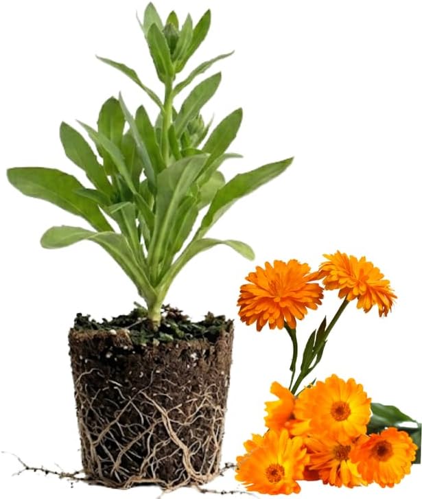 Calendula Plant Live, Well-Rooted 3-4" Starter, Cold-Hardy Calendula Officinalis for Companion Planting