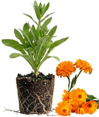 Calendula Plant Live, Well-Rooted 3-4" Starter, Cold-Hardy Calendula Officinalis for Companion Planting