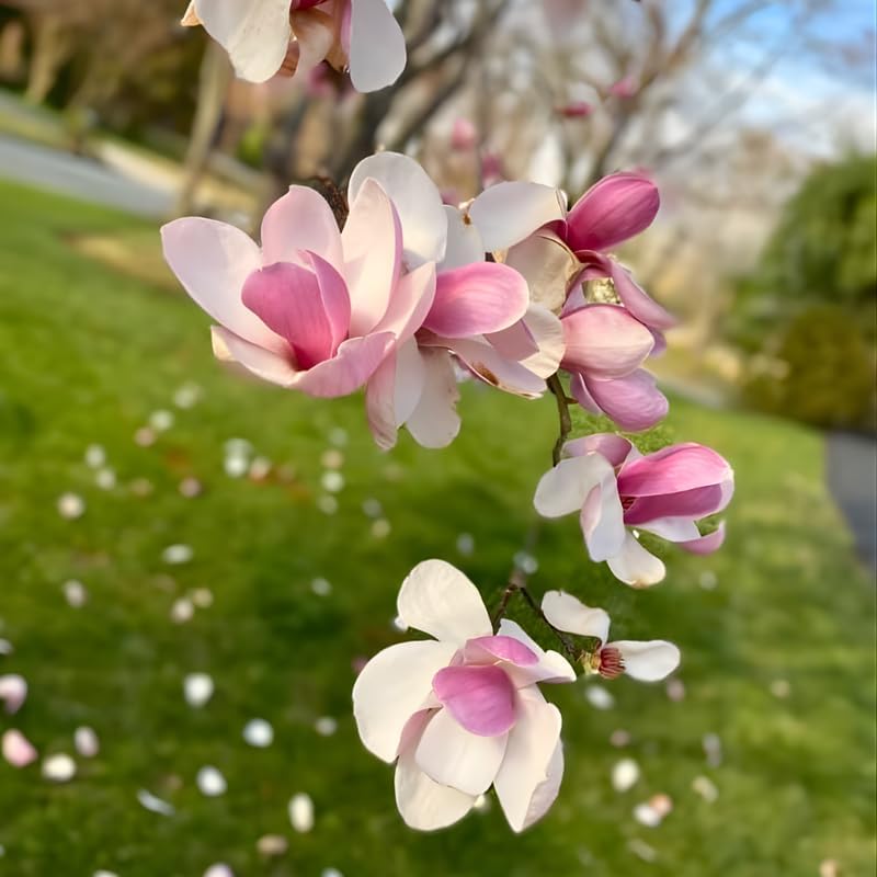 2 Jane Magnolia Trees Live Plants | Japanese Magnolia Tree Live Plant | 8–12 Inch Rooted Cutting Plants | Suitable for Yard Growing and Seasonal Flower Display