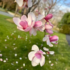 2 Jane Magnolia Trees Live Plants | Japanese Magnolia Tree Live Plant | 8–12 Inch Rooted Cutting Plants | Suitable for Yard Growing and Seasonal Flower Display