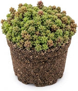 Sedum Dasyphyllum Minor Plant, 4 Inch Pot Sedum Plant Live, Well Rooted, Easy Care Succulent Plant, Hardy, Low Maintenance Houseplant for Home Décor & Indoor Spaces