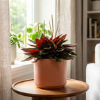 2 Peperomia Live Plant, Peperomia ‘Rosso’, 4 Inch Pot Size, Low Maintenance Indoor Plant, Unique Red Underside Leaf Plant for Bright Indirect Light
