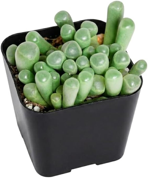 Baby Toes Succulents Plant Live, 4 Inch Pot, Colorful Succulent Live, Well Rooted, Easy Care Houseplant, for Home, Office, Indoor & Outdoor Décor