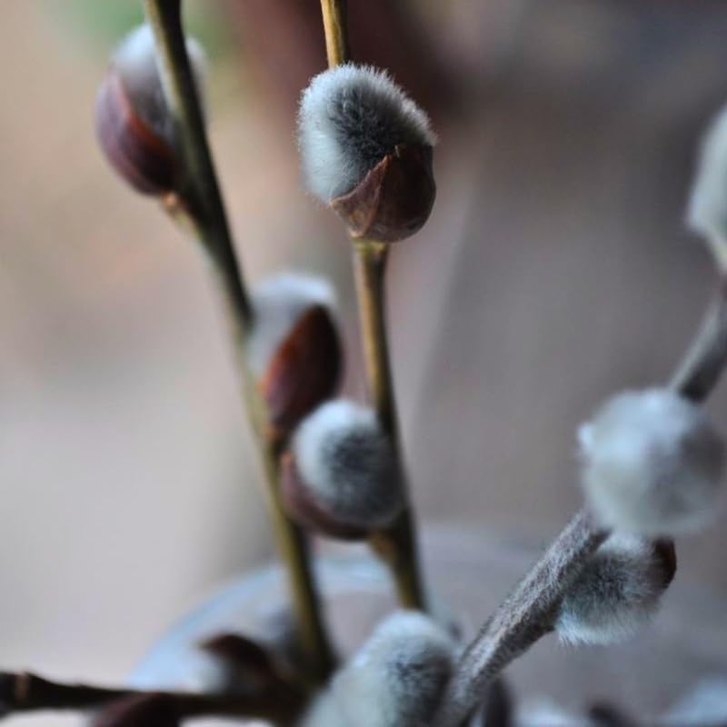 French Pussy Willow Live Plant, 12-24 Inch Tall, Pussy Willow Tree for Outdoor Planting, Ideal for Landscape Use and Seasonal Interest