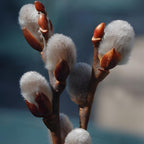 2 French Pussy Willow Live Plants | Pussy Willow Tree Live Plant for Outdoor Planting | 1–2 Feet Tall Well-Established Trees | Ideal for Landscape and Seasonal Interest