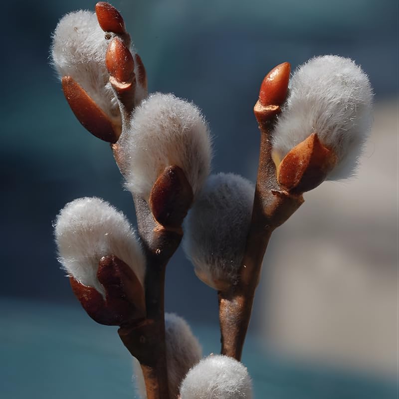 2 French Pussy Willow Live Plants | Pussy Willow Tree Live Plant for Outdoor Planting | 1–2 Feet Tall Well-Established Trees | Ideal for Landscape and Seasonal Interest