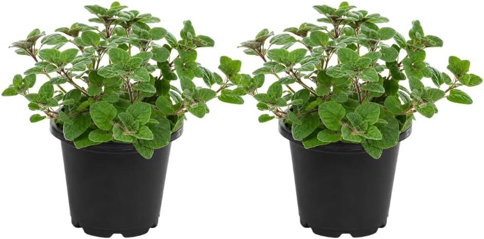 2 Hot & Spicy Oregano Plants Live for Planting, 3" Pot, Non GMO Oregano Plant, Drought Tolerant, Aromatic Perennial Herb Plant, for Vegetable Garden