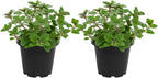 2 Hot & Spicy Oregano Plants Live for Planting, 3" Pot, Non GMO Oregano Plant, Drought Tolerant, Aromatic Perennial Herb Plant, for Vegetable Garden