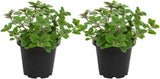 2 Hot & Spicy Oregano Plants Live for Planting, 3" Pot, Non GMO Oregano Plant, Drought Tolerant, Aromatic Perennial Herb Plant, for Vegetable Garden