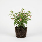 Fuchsia Plants Live, Double Red Fuchsia, 6-12 Inch Tall, Marinka Variety, Fast Growing Deciduous Flowering Shrub, Well-Rooted Plant