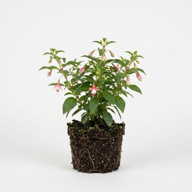 2 Fuchsia Plants Live, Gold and Red Foliage, 6-12 Inch Tall, Autumnale Variety, Trailing Flowering Plant, Ideal for Hanging Baskets