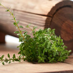Lemon Thyme Plants Live, 4 Inch Tall Starter, Fragrant Citrus Herb for Culinary Gardens and Potted Porches
