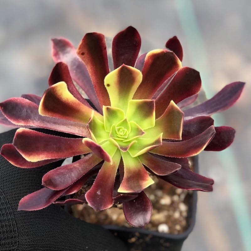Black Roses Plant Aeonium Succulents Plants Live in 4" Inch Pot | Aeonium Plant | Perfect for Indoor Accent Décor, Minimalist Spaces & Gift Giving