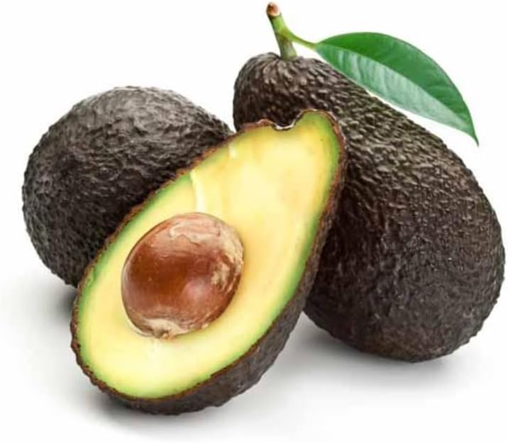 HASS Avocado Tree Live Plants – 2.5–3 Ft Live Plant | Delicious Avocados for Fresh Eating & Home Gardening | No Ship to CA,HI,AK