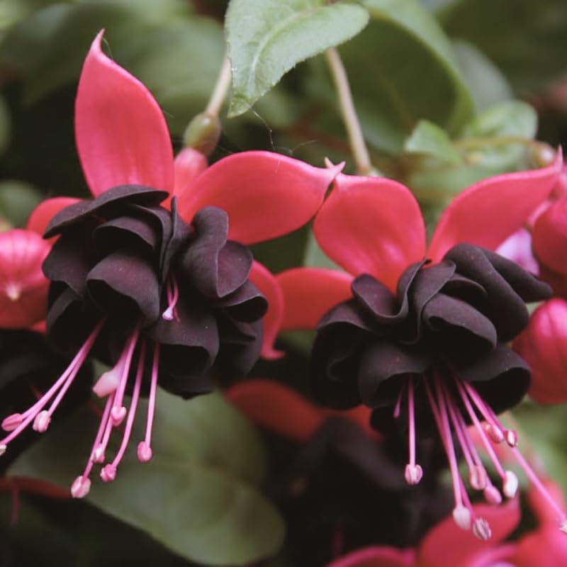 Fuchsia Plants Live, Gold and Red Foliage, 6-12 Inch Tall, Autumnale Variety, Trailing Flowering Plant, Ideal for Hanging Baskets