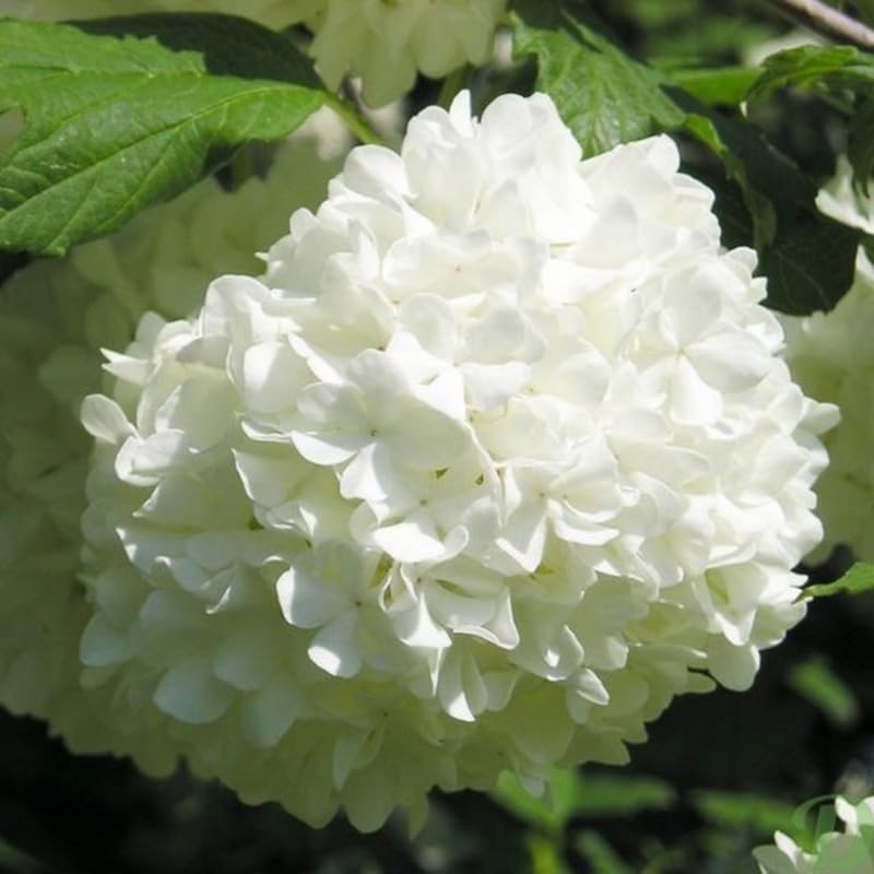 2 Viburnum Live Plants | Japanese Snowball Bush Live Plant | 1–2 Feet Tall Dormant Bare Root Shrubs | Great for Borders, Hedges, and Landscape Design
