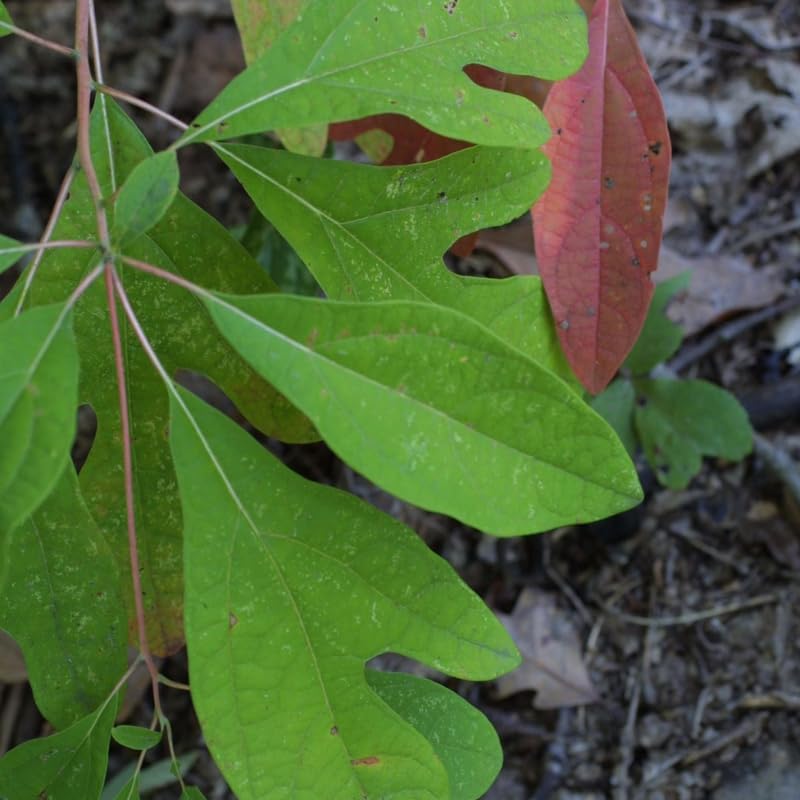 2 Sassafras Tree Live Plant | Sassafras 12–18 Inch Tall | Young Native Trees for Outdoor Growing, Backyard Landscapes & Forest Gardens