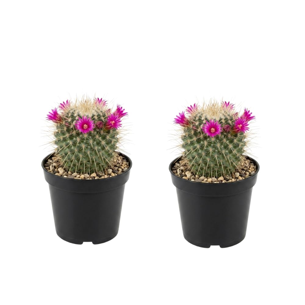 2 Live Cactus Plants Gold Ladyfinger Mammillaria Elongata, 4" Pot, Fully Rooted, Low Maintenance Rare Succulent Plant Live, Ideal for Succulent Collections & Indoor Décor