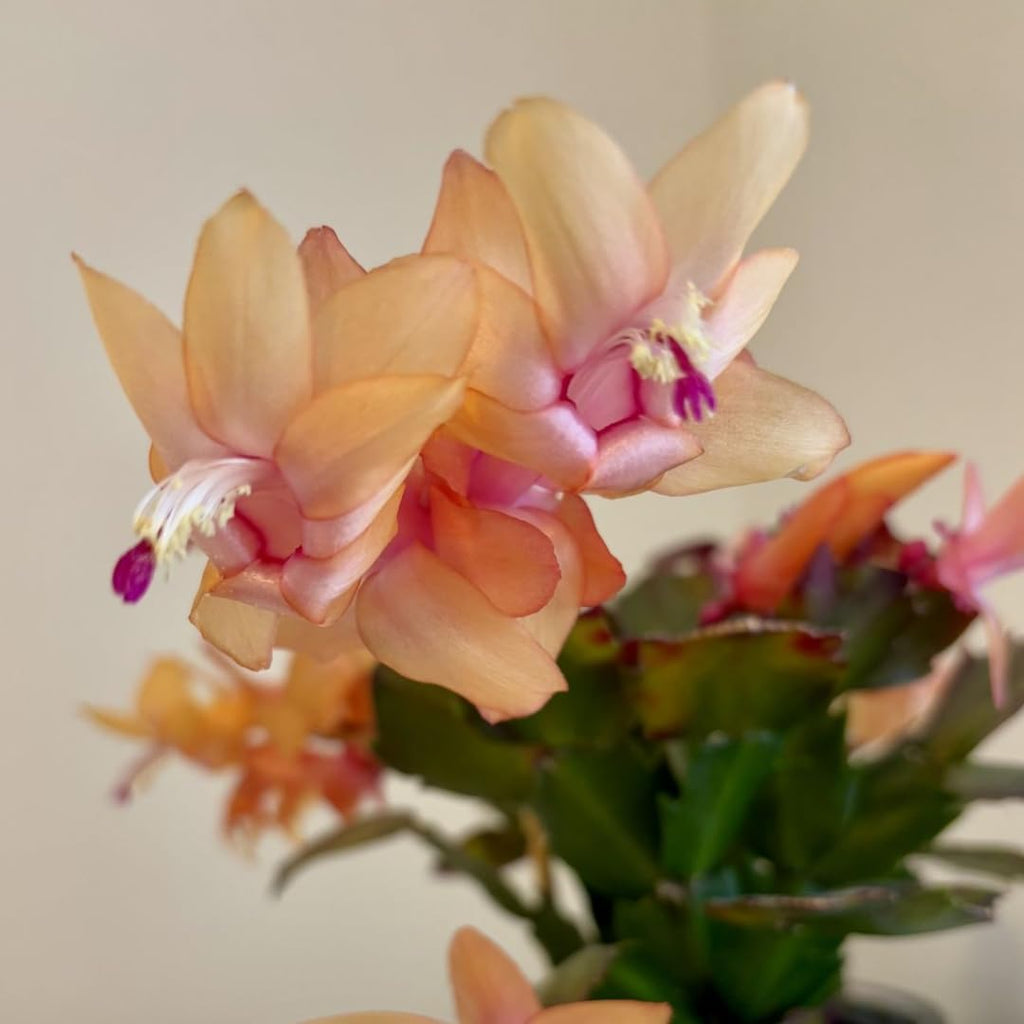 Xmas Cactus Live Plants in 4" Inch Pot | Vibrant Christmas Cactus Plants | Easy-Care Indoor Tropical Houseplant | Ideal Gift for Plant Enthusiasts