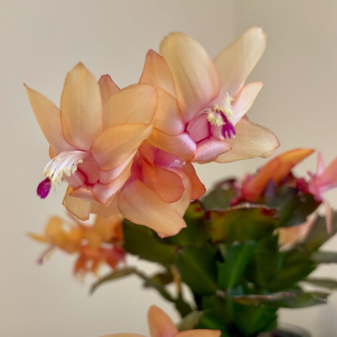 Xmas Cactus Live Plants in 4" Inch Pot | Vibrant Christmas Cactus Plants | Easy-Care Indoor Tropical Houseplant | Ideal Gift for Plant Enthusiasts