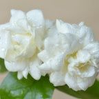 (No Ship to CA,HI,AK) Duke Jasmine Plant Live, 2 Gallon Pot, Low Maintenance Highly Fragrant Shrub for Homeowners, Sturdy Starter for Elegant Floral Displays