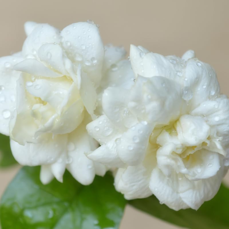 (No Ship to CA,HI,AK) Duke Jasmine Plant Live, 2 Gallon Pot, Low Maintenance Highly Fragrant Shrub for Homeowners, Sturdy Starter for Elegant Floral Displays