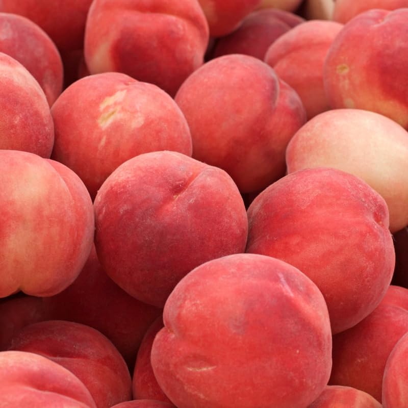 (No Ship to CA,HI,AK) Flordaking Peach Tree Live Plant in 3 Gallon Pot, High Yield, Fast Growing, Sweet Juicy Peach Fruit Tree for Garden, Patio & Outdoor Planting