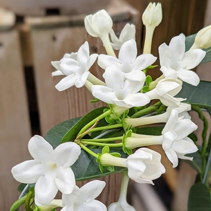 Belle of India Jasmine Plant Live | Size 4 to 5 Inch Tall | Housewarming Friendship Gifts for Women Best Friend Presents for Mom Birthday Gift for New Home