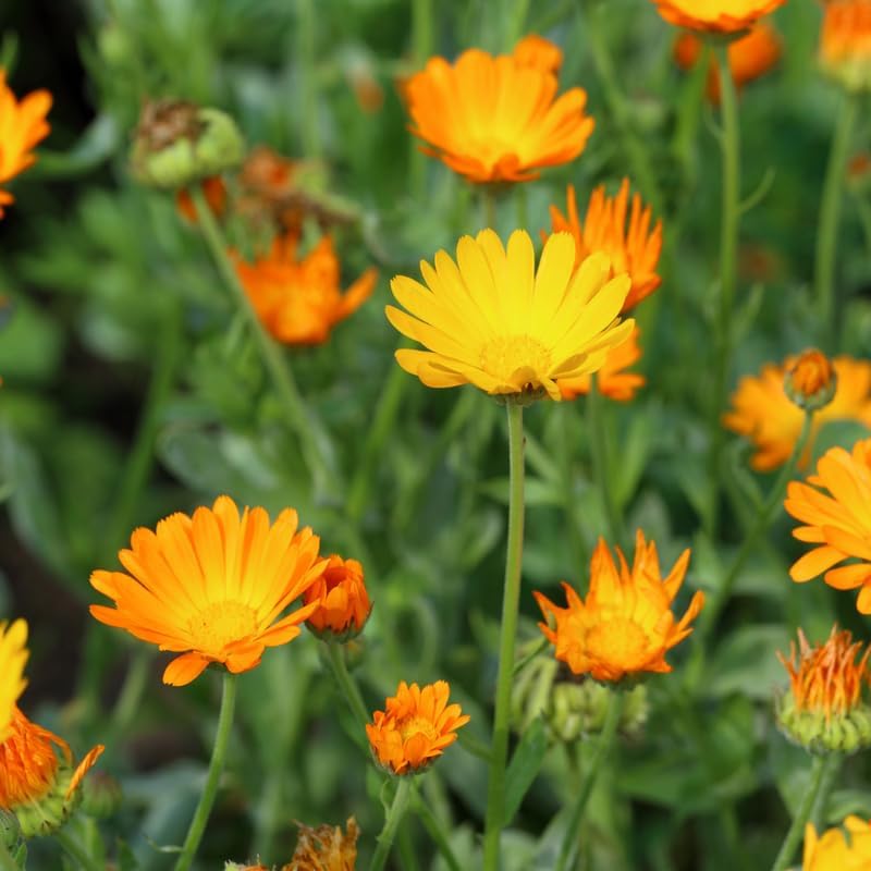 Calendula Live Plant, 3-4 Inch Tall Bare Root Starter, Orange Flowering Edible Herb for Garden Beds