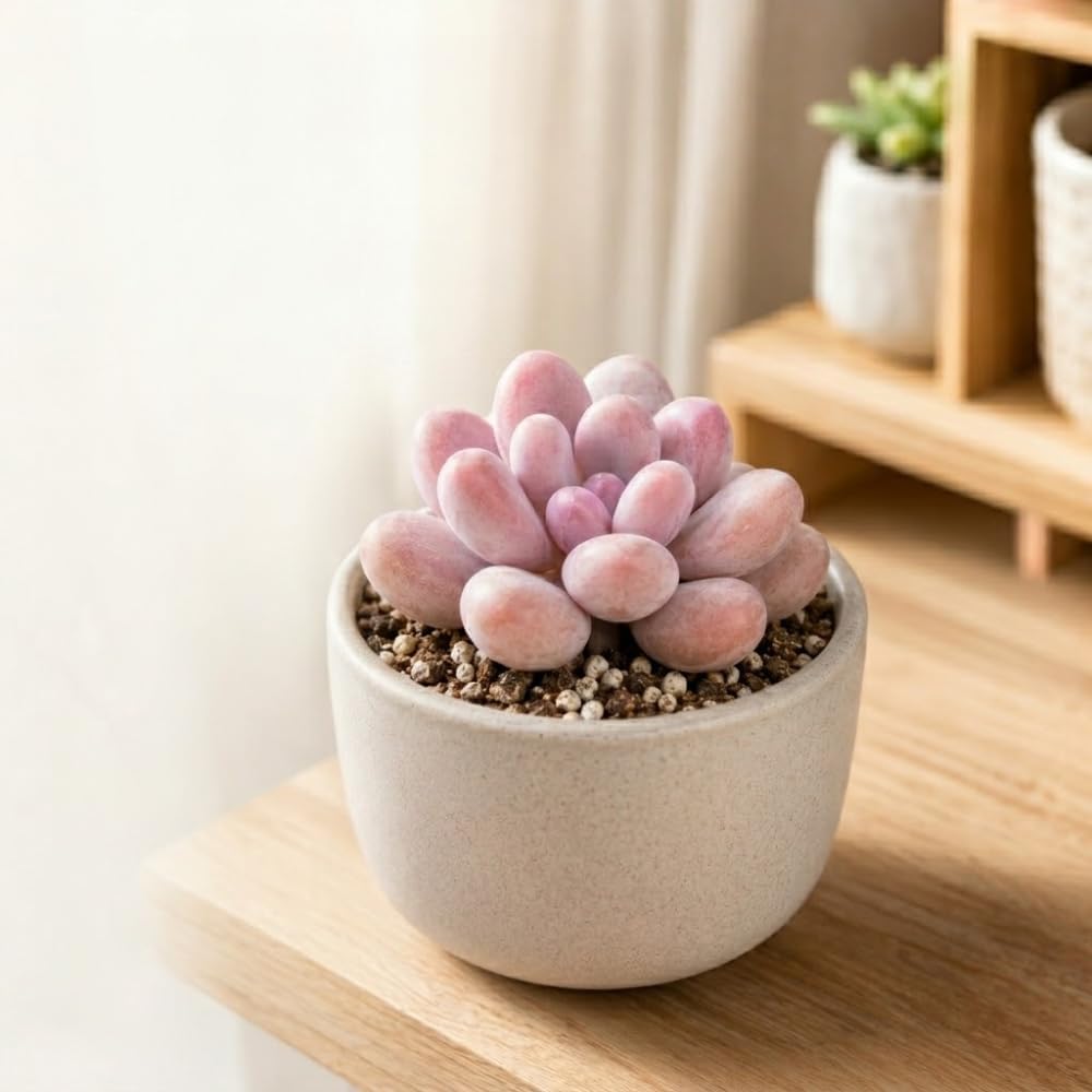 Live Succulent Plant, Pachyphytum Oviferum Pink Moonstone Plant, 2" Pot, Easy to Care Drought Tolerant Décor, Low Maintenance Compact Succulent