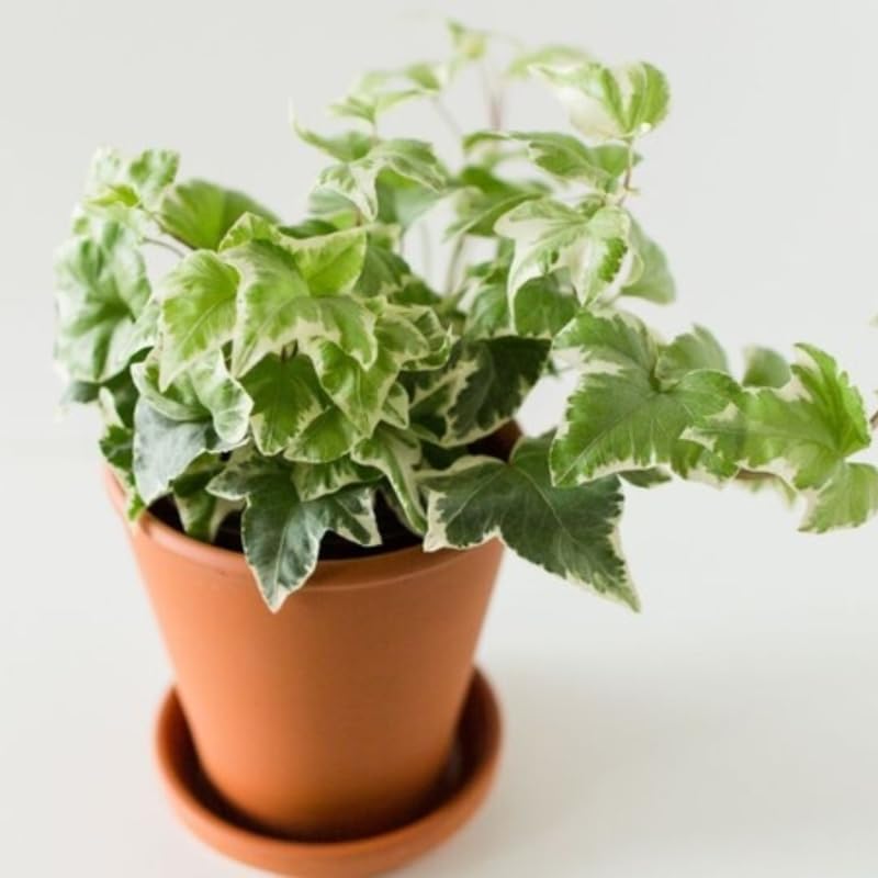 Glacier English Ivy Indoor Plant in 4” Inch Pot | Hardy Variegated English Ivy Live Plant for Home & Office Greenery | Low-Maintenance Glacier Ivy Houseplant for Desks, Windowsills & Hanging Displays