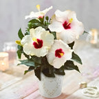 2 White Rose of Sharon Live Plant | 12–18 Inch Tall | Red Heart Althea Hibiscus Plant with Red Center Blooms | Flowering Shrub for Outdoor Garden & Landscape Use