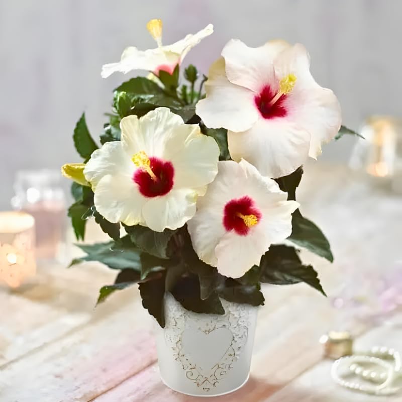 2 White Rose of Sharon Live Plant | 12–18 Inch Tall | Red Heart Althea Hibiscus Plant with Red Center Blooms | Flowering Shrub for Outdoor Garden & Landscape Use