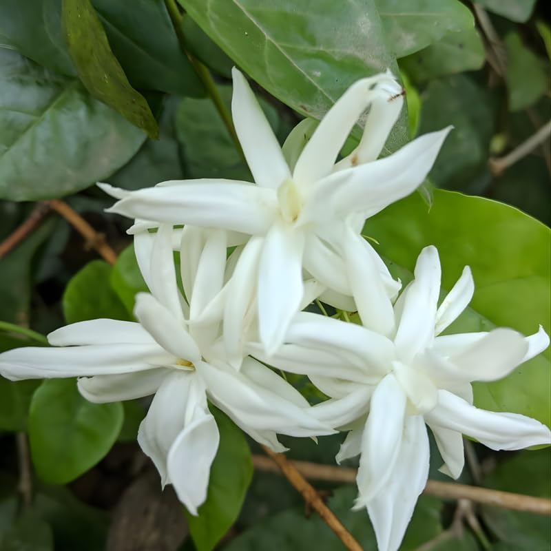 Jasmine Plant Live in 4 Inch Pot – Belle of India | Fragrant Jasmine Potted Plant Indoor | Jasmine Flower Plant for Home & Office Décor | Elegant White-Blooming Plant for Shelves, Desks