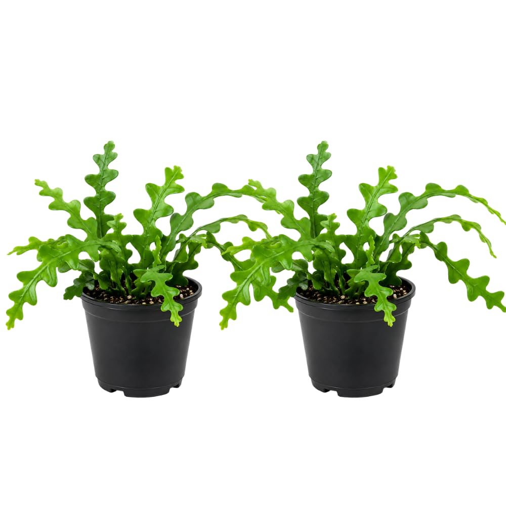 2 Zigzag Fishbone Cactus Plant in 3" Pot, Well-Rooted, Exotic Hanging Succulent, Fragrant Night-Blooming Flowers, Ideal for Home and Office Décor