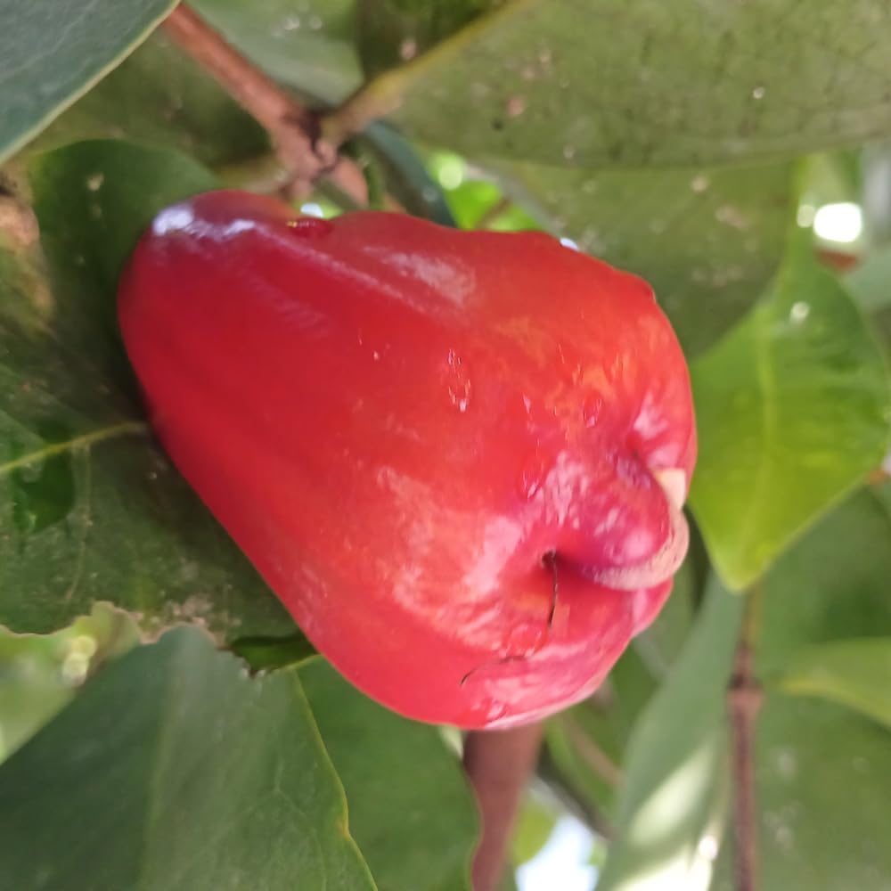 Rose Apple Tree Plant, Sweet Wax Red Jambu Fruit Tree | 30-36 Inches Potted Tropical Plant Seedling | Syzygium Jambos with Early Fruiting Potential for Home Growers | No Ship to CA,HI,AK