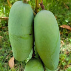 Mun Kun Si Mango Tree Live Plant | Sweet Tropical Mango Variety 2.5–3 Ft | Fruit-Bearing Tree for Yard & Patio | No Ship to CA, HI, AK